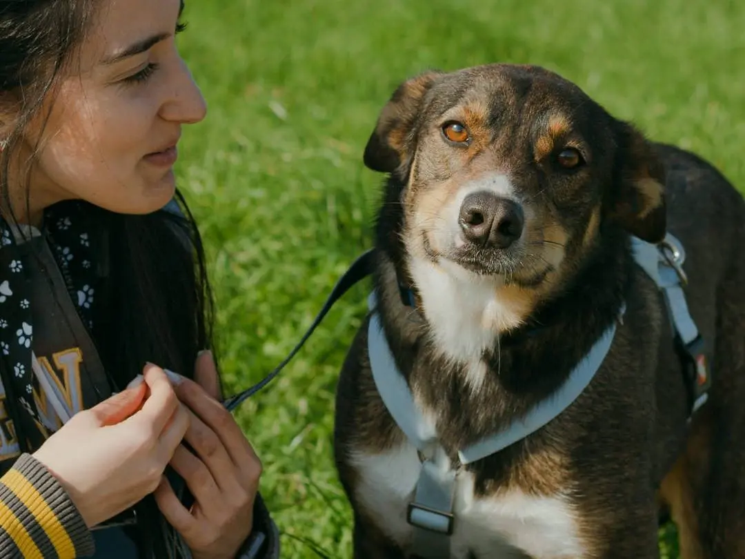 Adotta un cane, maschio, 5 anni e 6 mesi, Caserta