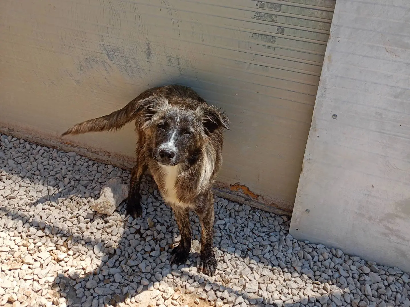 Adozione cane, femmina, Razza sconosciuta Razza sconosciuta, 1 anno e 10 mesi, taglia media, Ragusa