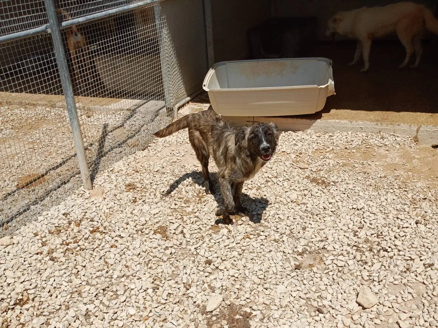 Adotta un cane, femmina, 1 anno e 10 mesi, Ragusa