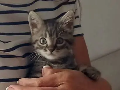Adozione gatto, femmina, Razza sconosciuta Razza sconosciuta, 2 mesi, taglia non valida, Ravenna