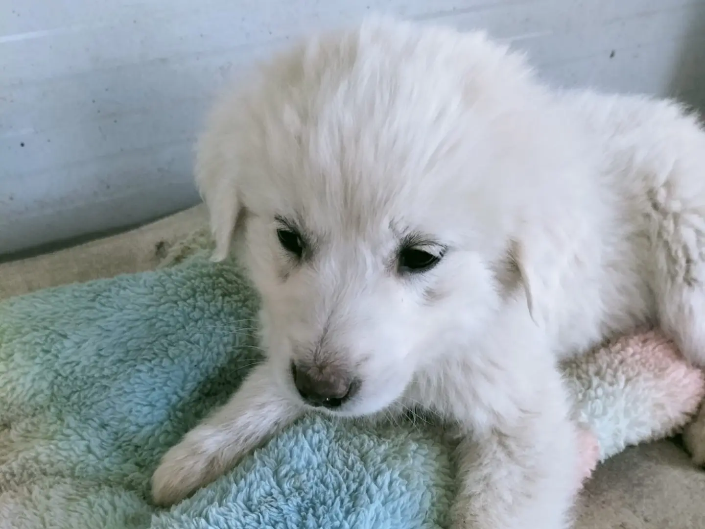 Adotta un cane, femmina, 10 mesi, Vibo