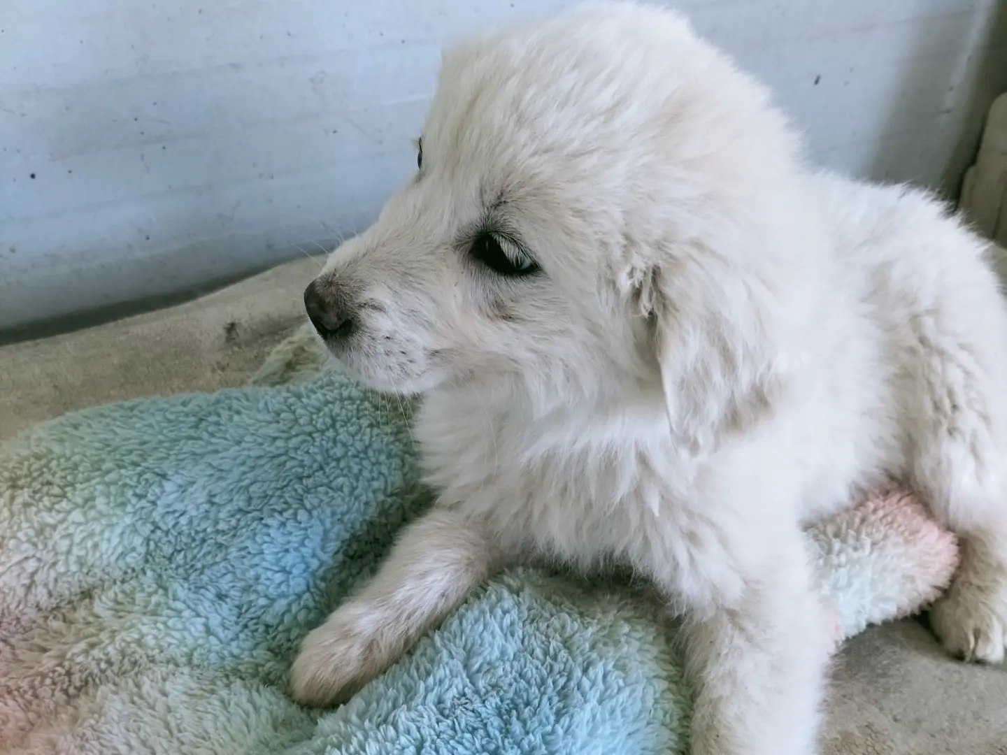 Adotta un cane, taglia grande, femmina, Vibo