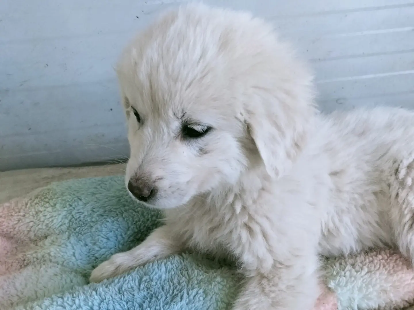 Vuoi adottare un cane a Vibo?