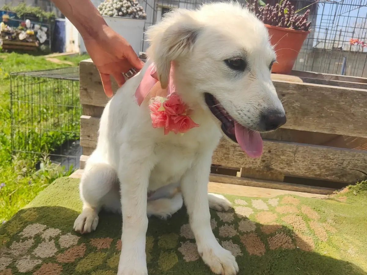 Adotta il cane Blanca a Vibo