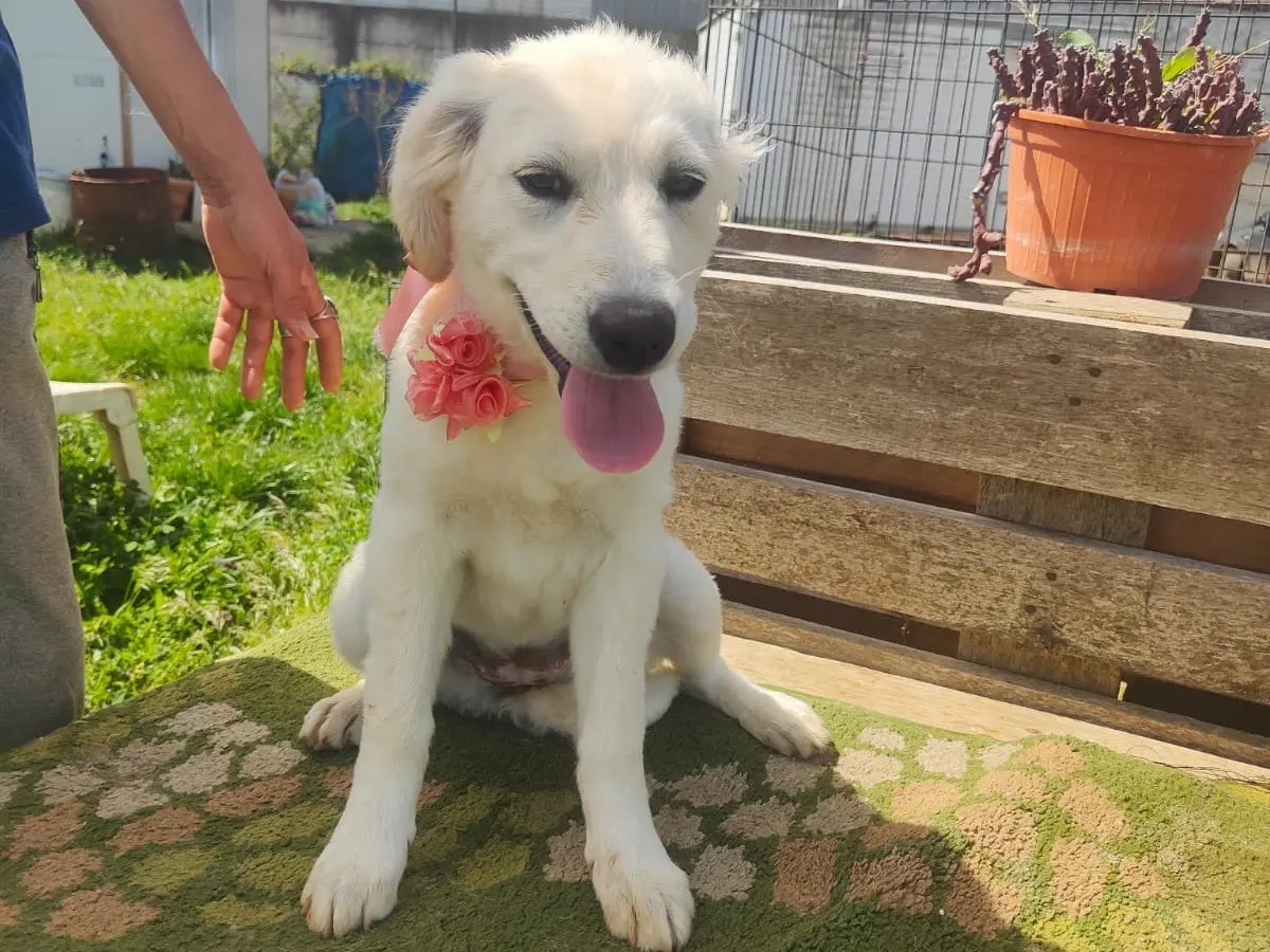 Adozione cane, femmina, Razza sconosciuta Razza sconosciuta, 10 mesi, taglia grande, Vibo