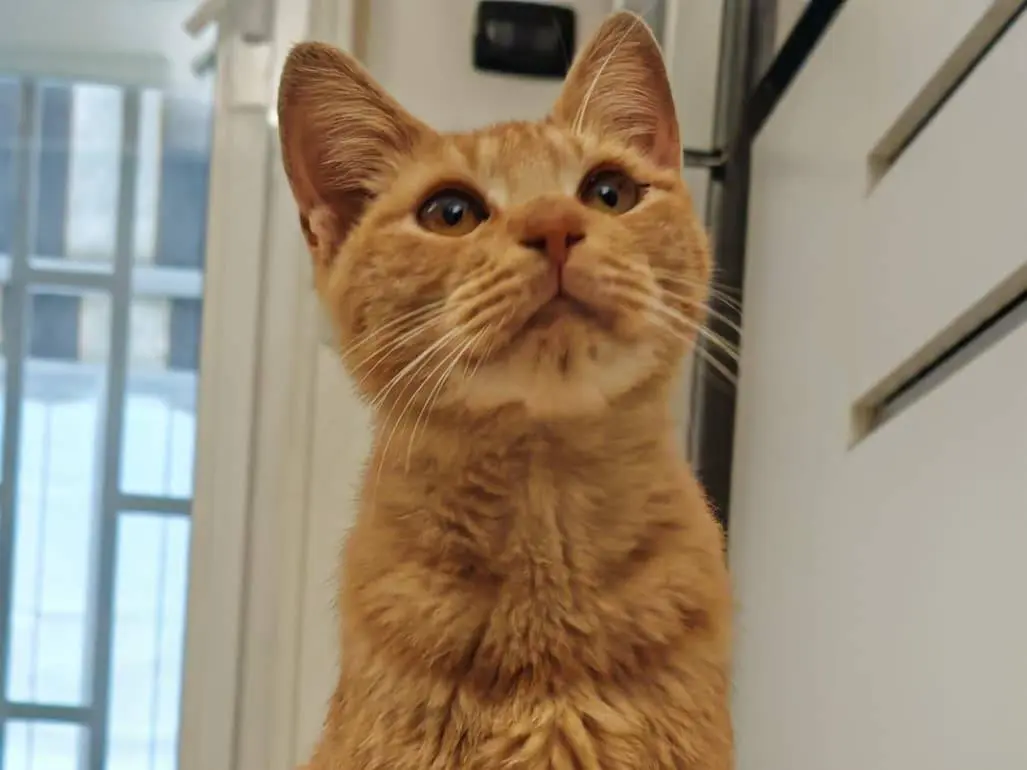Adotta un gatto, maschio, 6 mesi, Bari