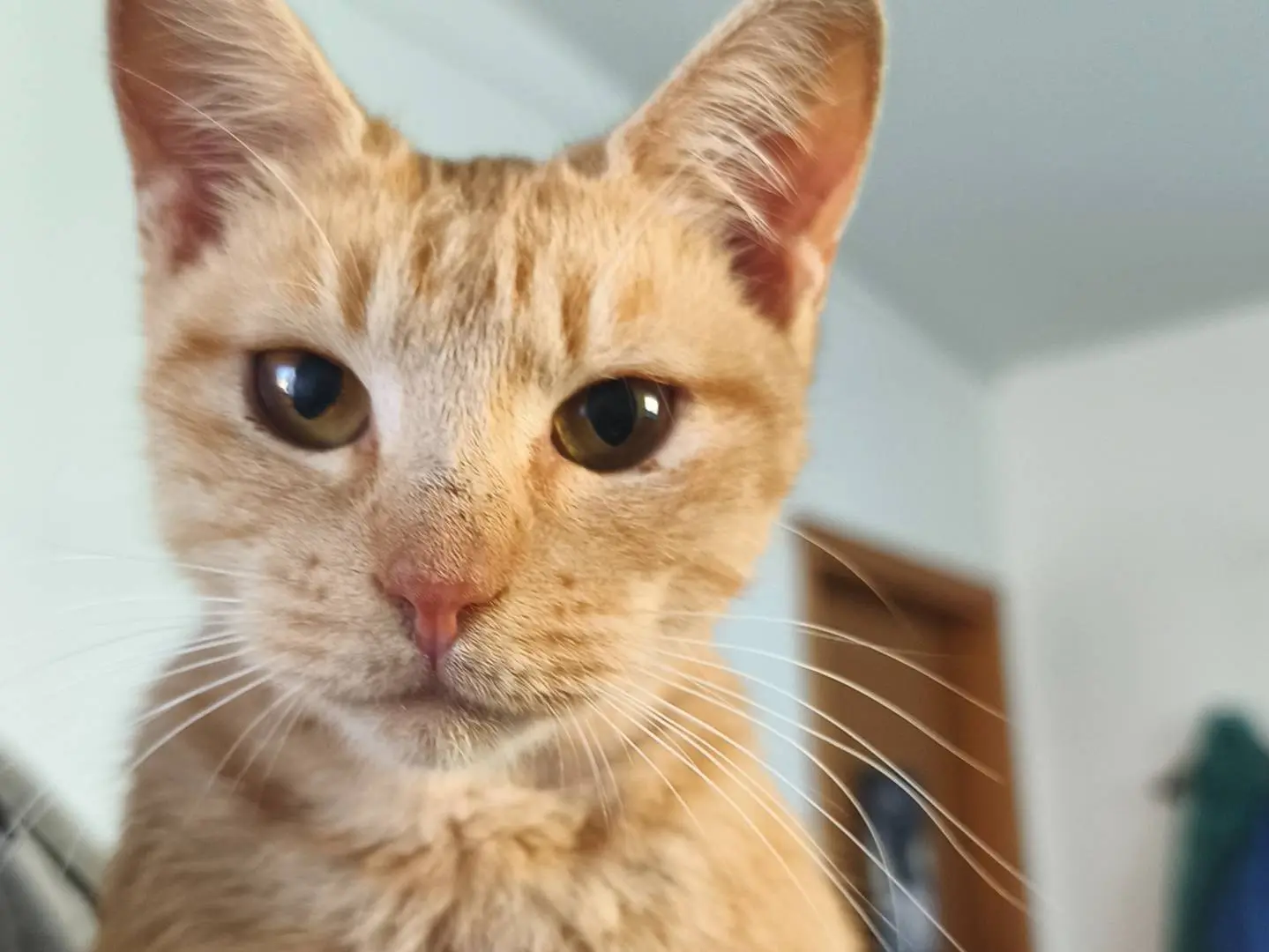Vuoi adottare un gatto a Bari?
