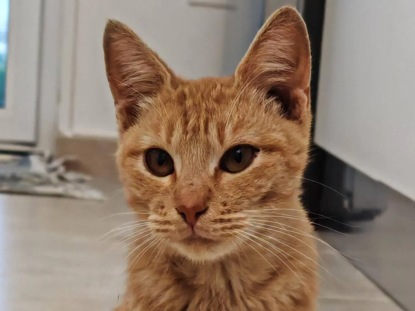 Adozione gatto, maschio, Razza sconosciuta Razza sconosciuta, 6 mesi, taglia non valida, Bari