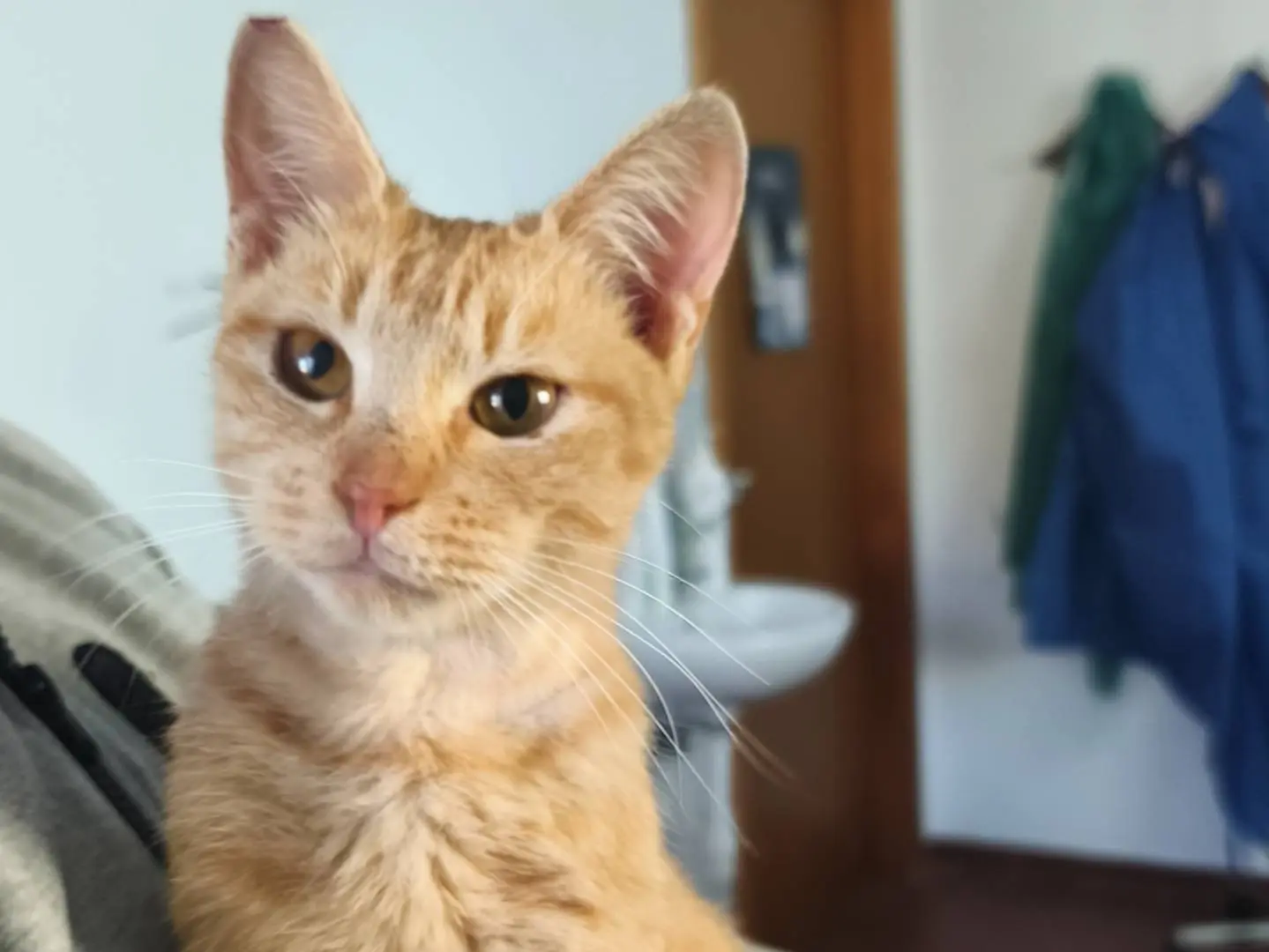 Adotta il gatto Robin  a Bari