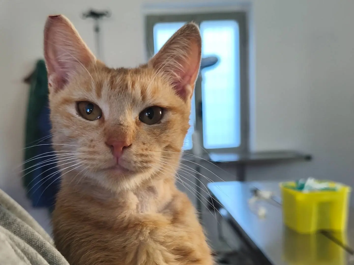 Adotta un gatto, taglia non valida, maschio, Bari