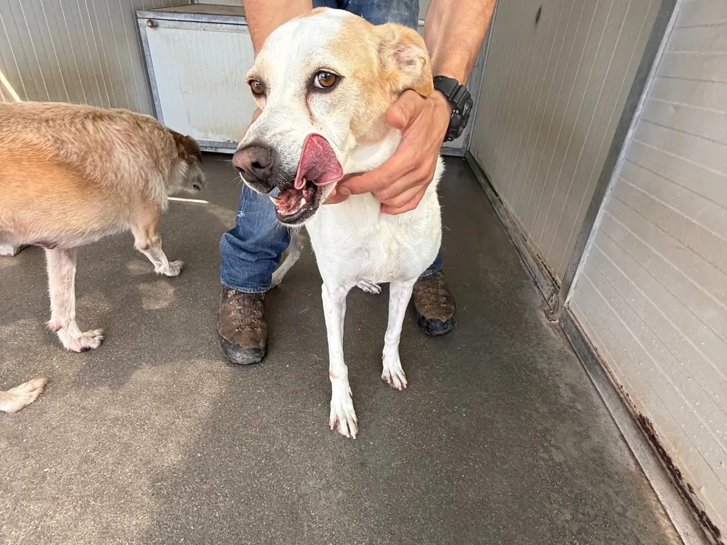 Adozione cane, femmina, Razza sconosciuta Razza sconosciuta, 9 anni e 9 mesi, taglia media contenuta, Latina