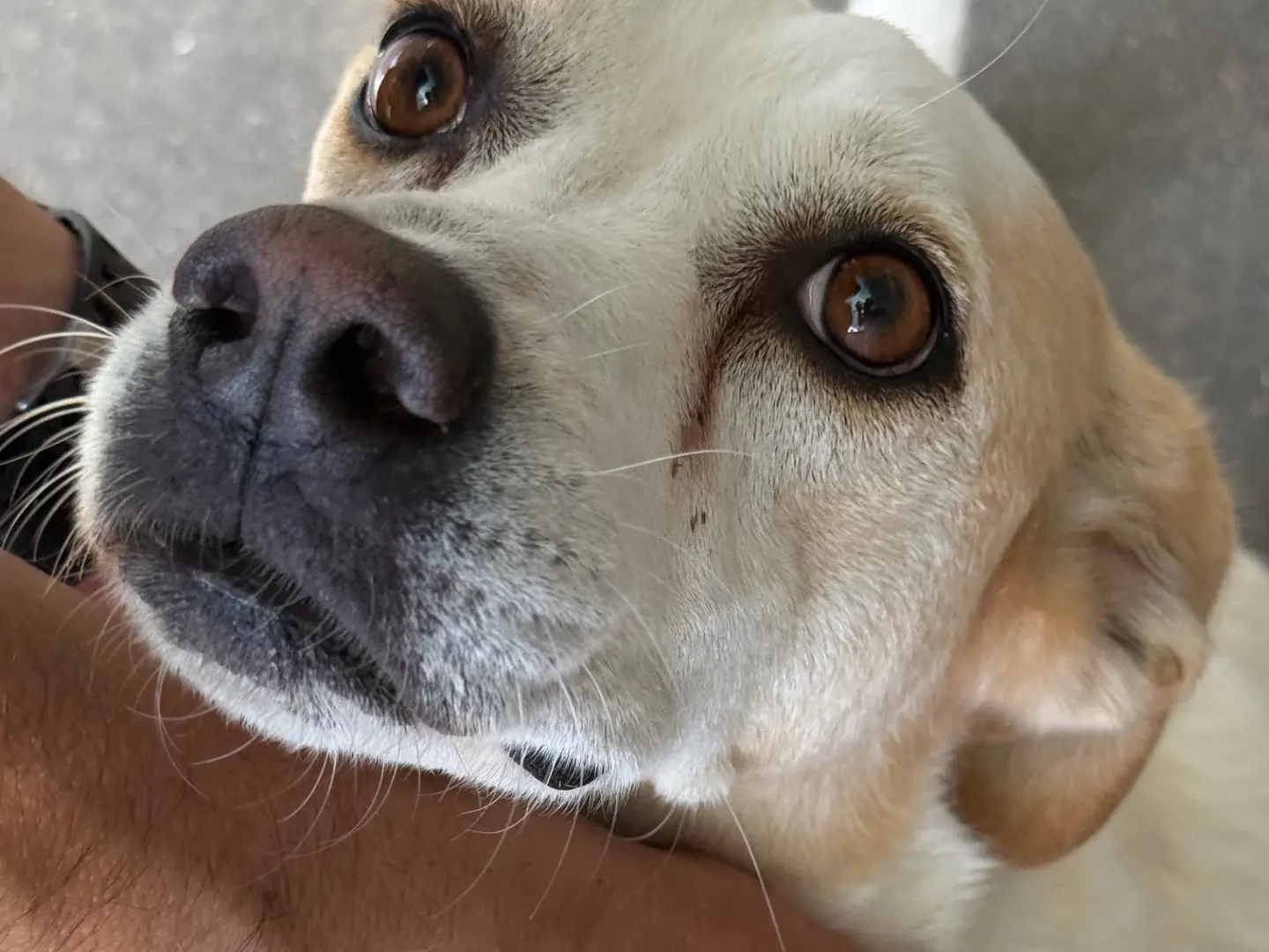 Adotta un cane, femmina, 9 anni e 9 mesi, Latina