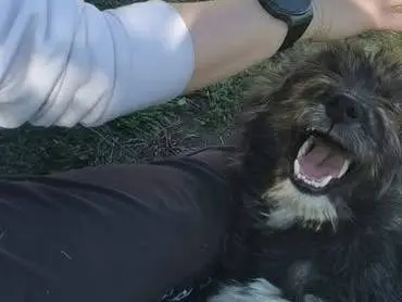 Adotta un cane, taglia media, maschio, Palermo