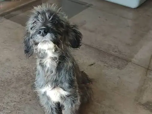 Vuoi adottare un cane a Palermo?