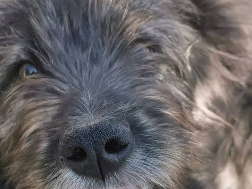 Adotta un cane, maschio, 1 anno e 4 mesi, Palermo