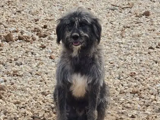 Adozione cane, maschio, Razza sconosciuta Razza sconosciuta, 1 anno e 4 mesi, taglia media, Palermo