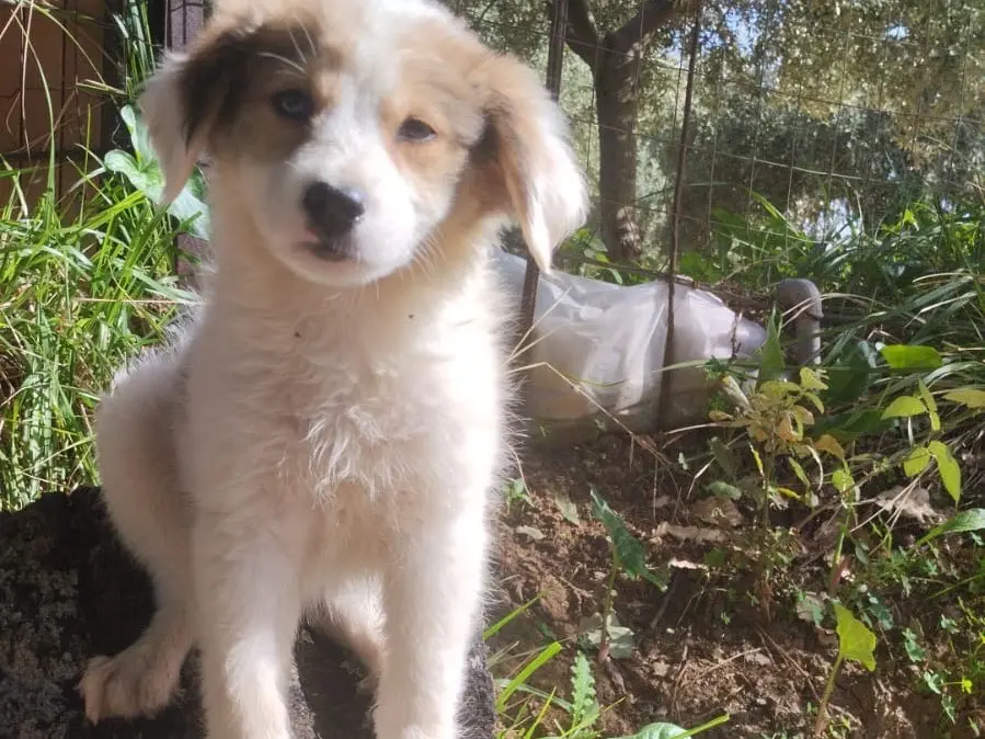 Vuoi adottare un cane a Vibo?