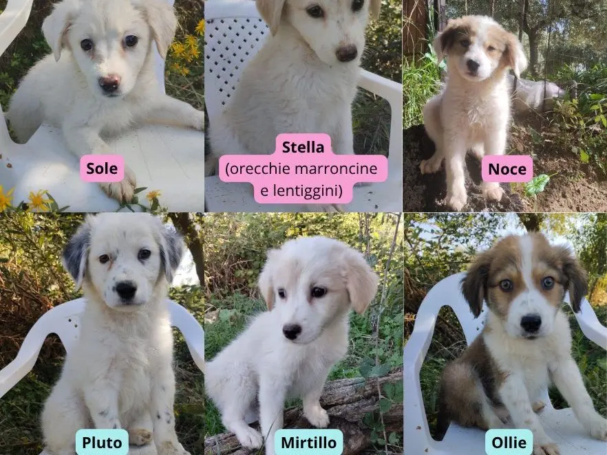 Adotta un cane, femmina, 3 mesi, Vibo