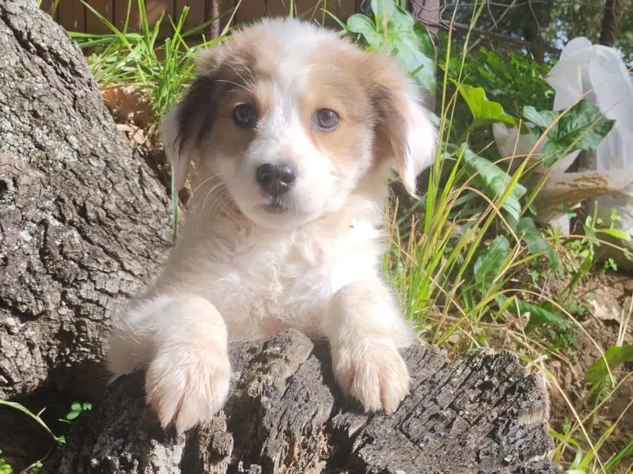 Adozione cane, femmina, Razza sconosciuta Razza sconosciuta, 3 mesi, taglia media, Vibo
