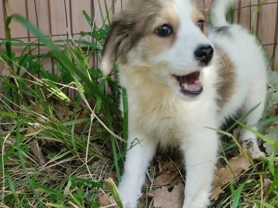 Adotta il cane Noce a Vibo