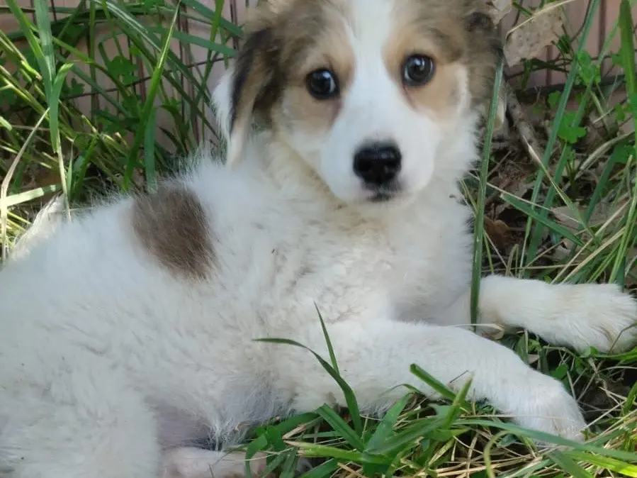 Adotta un cane, taglia media, femmina, Vibo