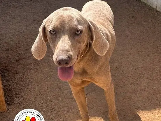 Adozione cane, maschio, Weimaraner Razza sconosciuta, 4 anni e 6 mesi, taglia grande, Milano