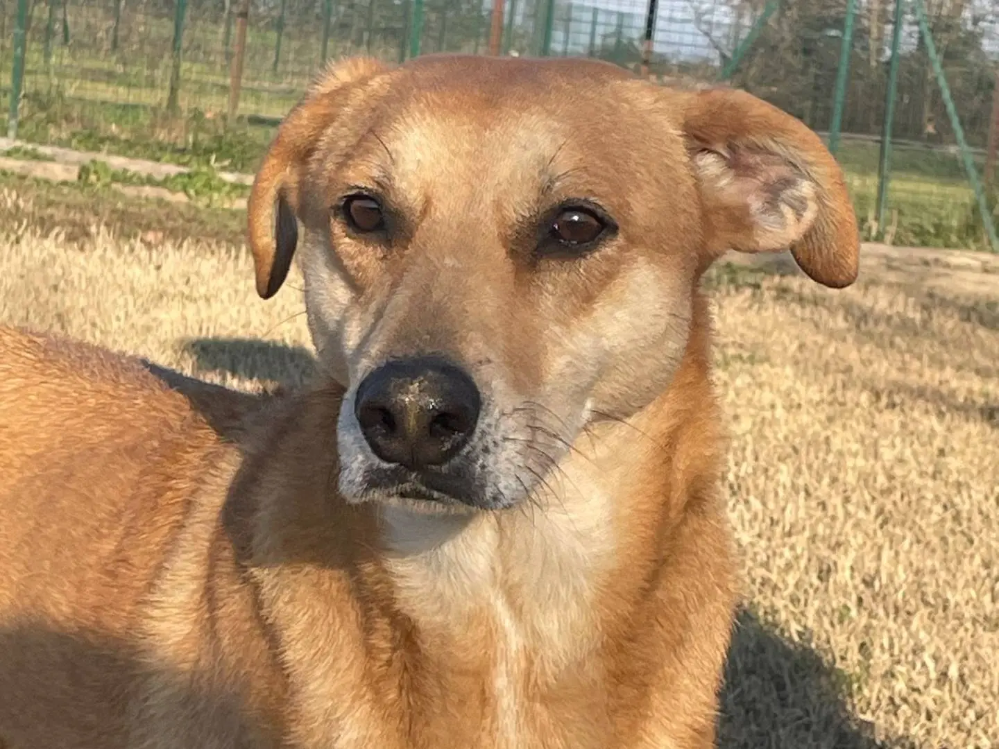 Adozione cane, femmina, Razza sconosciuta Razza sconosciuta, 9 anni e 6 mesi, taglia media, Pavia