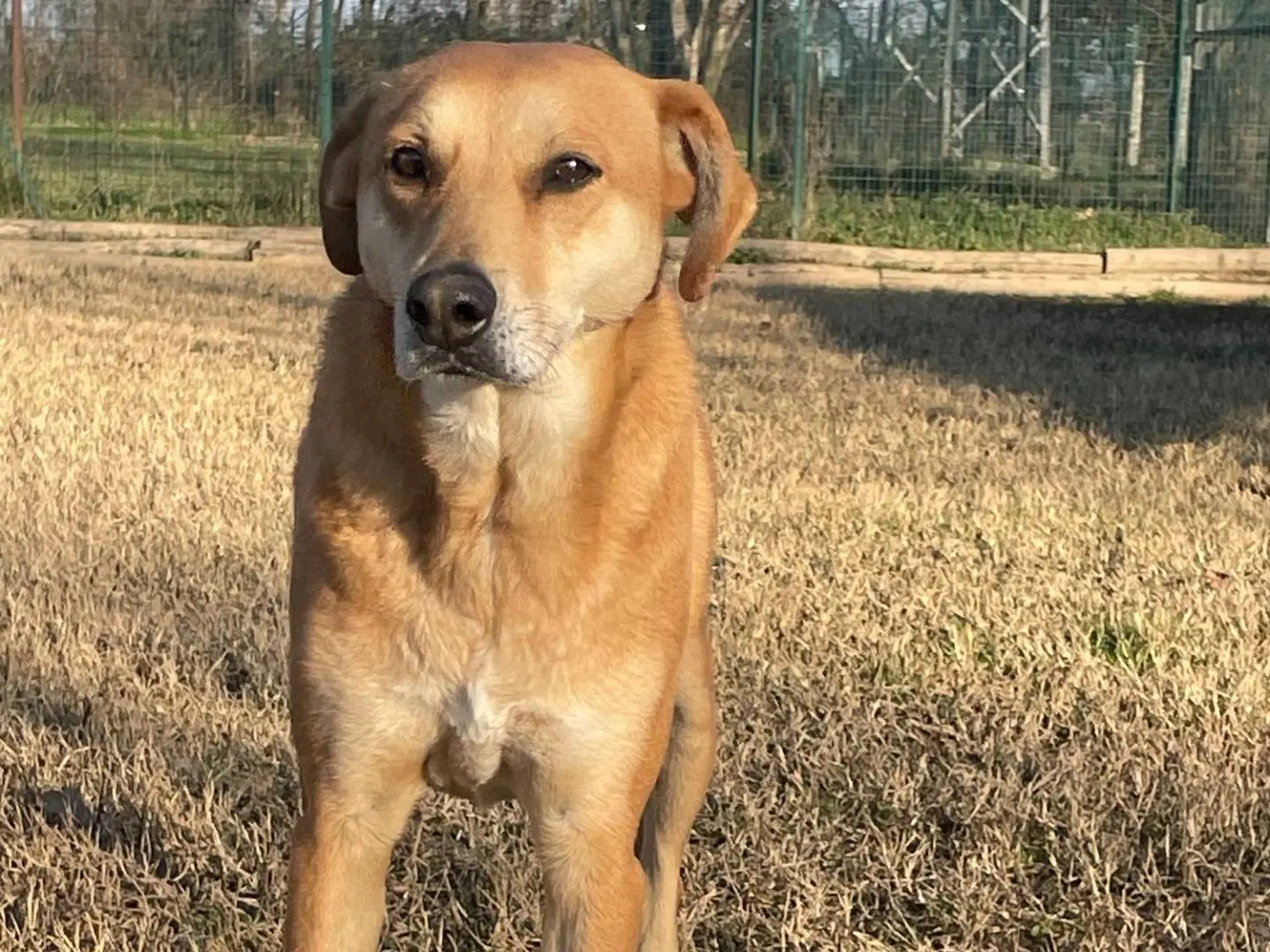 Adotta un cane, femmina, 9 anni e 6 mesi, Pavia