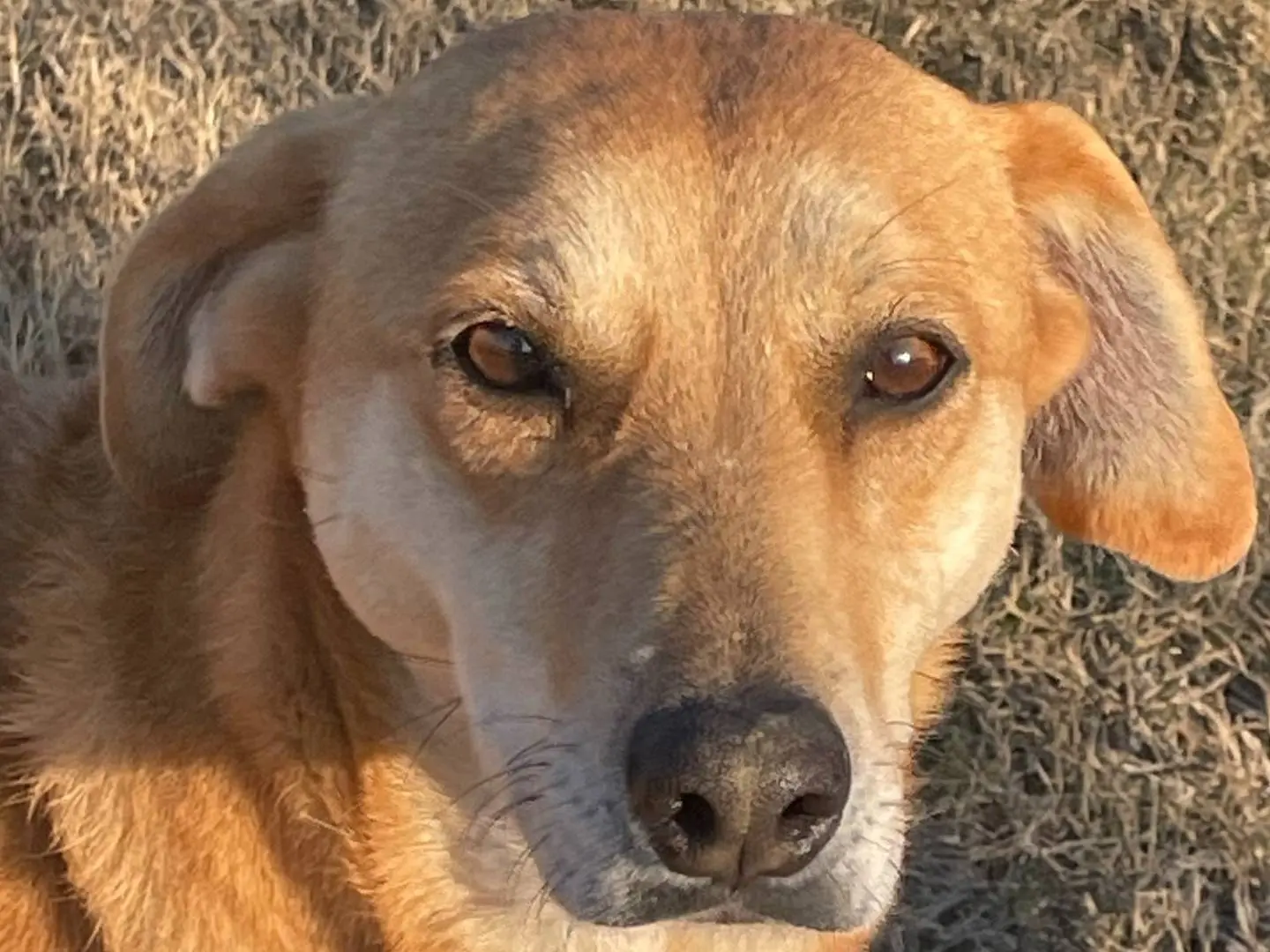 Adotta un cane, taglia media, femmina, Pavia