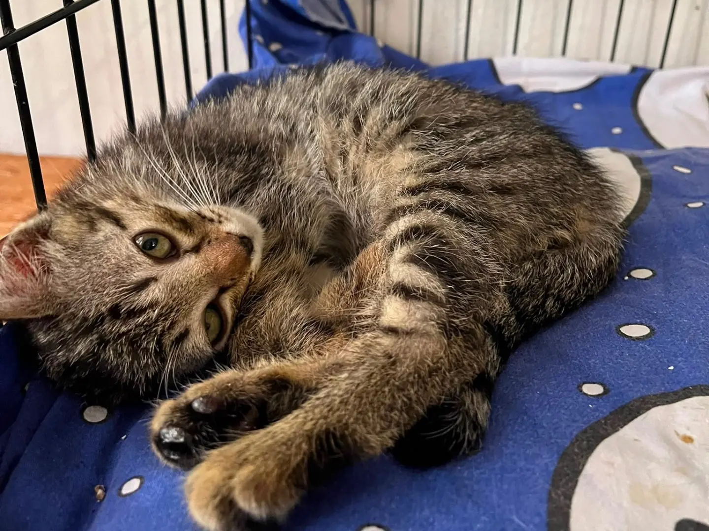 Adozione gatto, maschio, Razza sconosciuta Razza sconosciuta, 4 mesi, taglia non valida, Padova