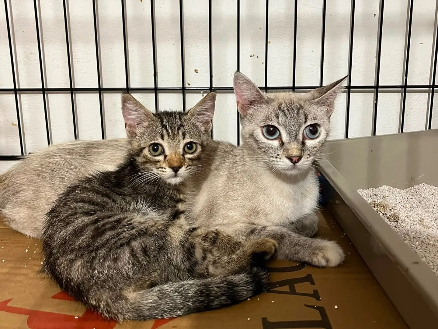 Adotta un gatto, maschio, 4 mesi, Padova