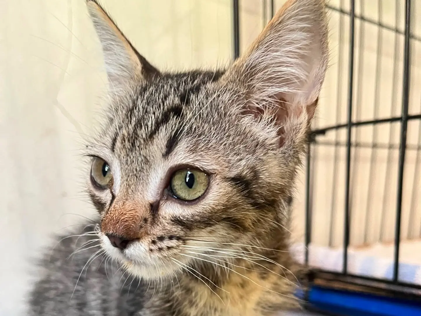 Adotta un gatto, taglia non valida, maschio, Padova