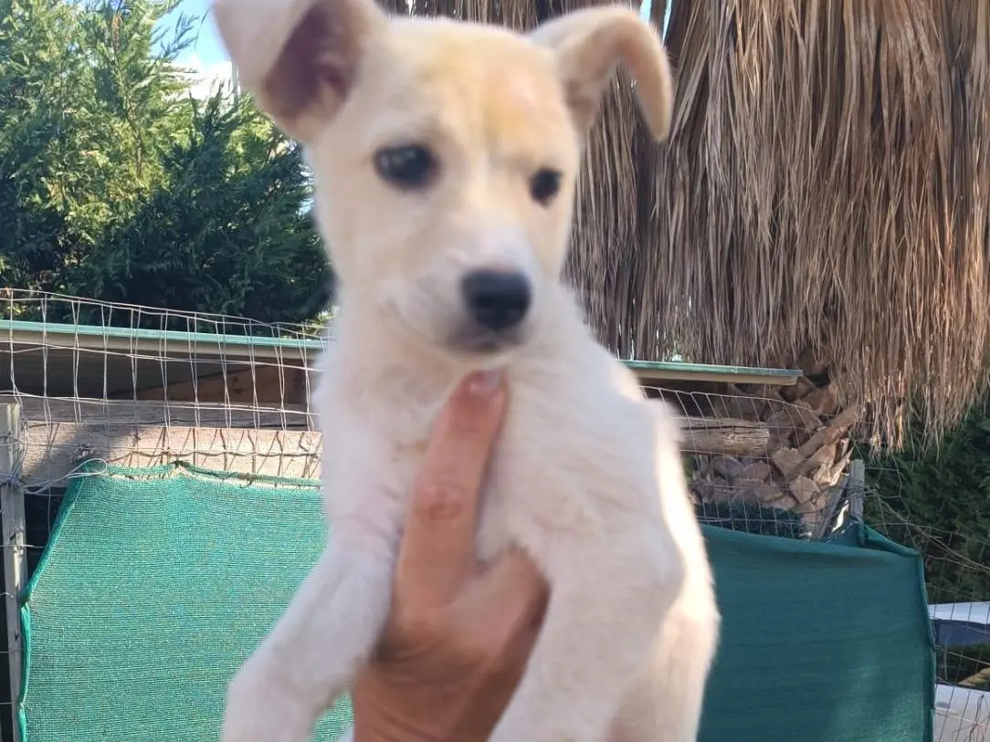 Adozione cane, femmina, Razza sconosciuta Razza sconosciuta, 3 mesi, taglia media, Trapani