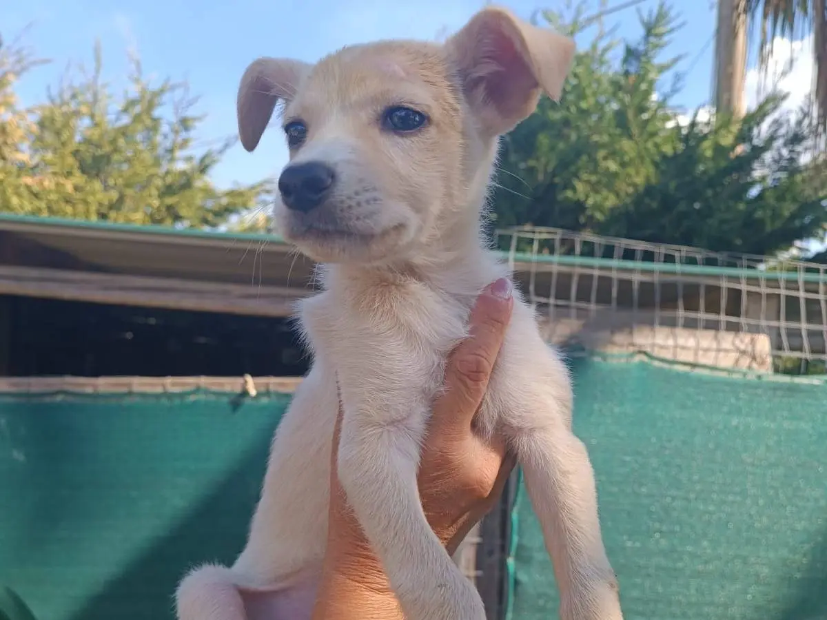 Adotta un cane, femmina, 3 mesi, Trapani