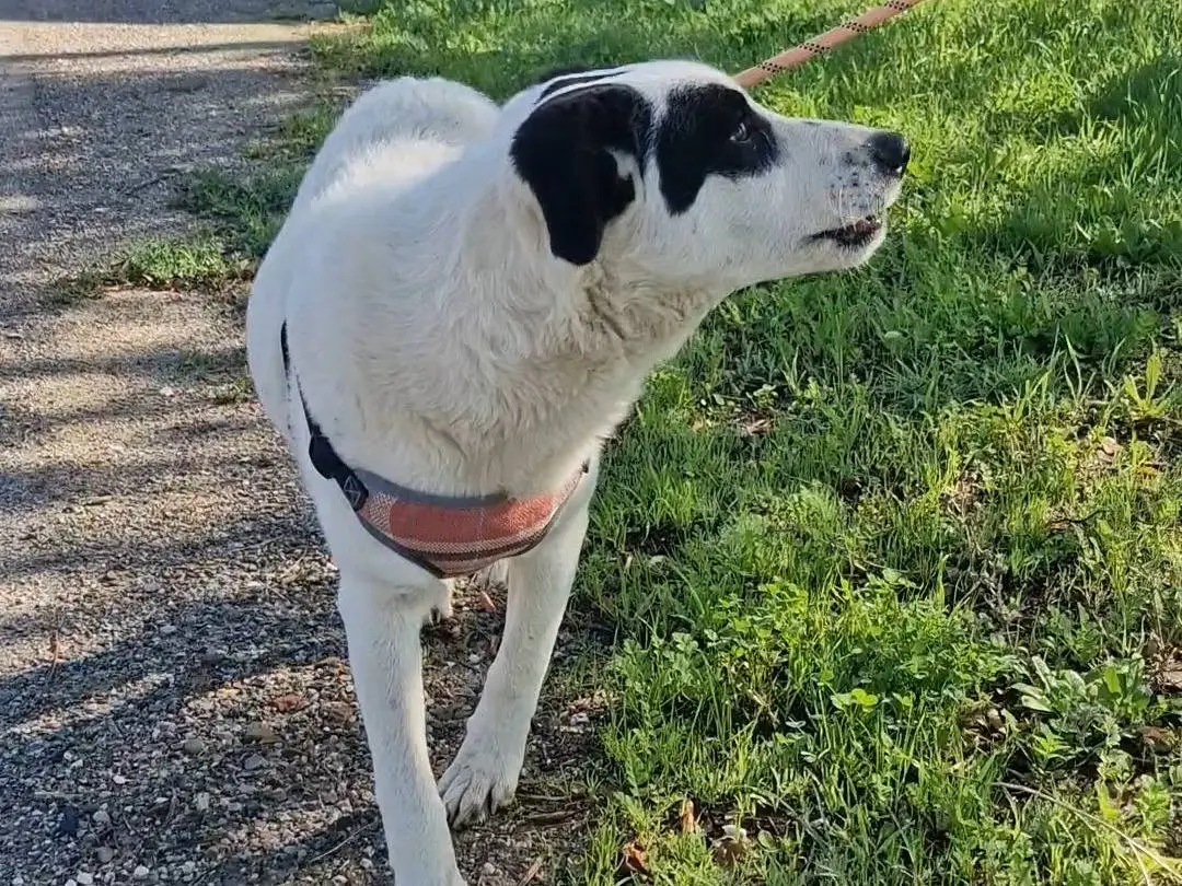 Vuoi adottare un cane a Palermo?