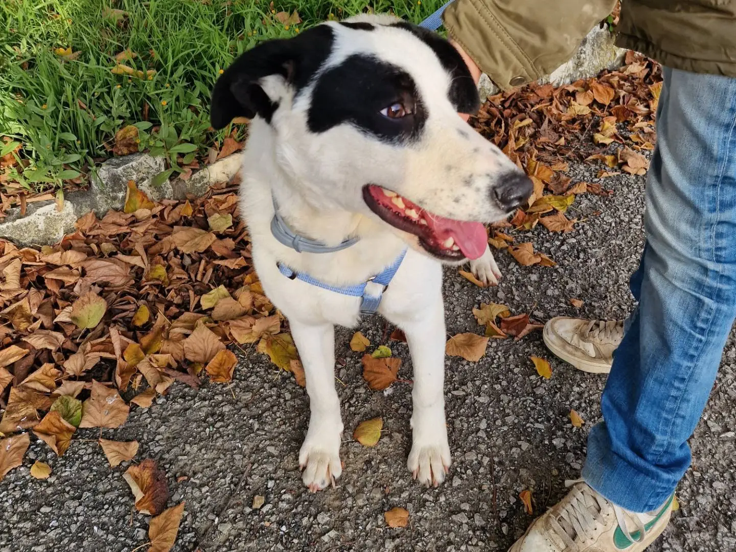 Adotta il cane MANGO a Palermo