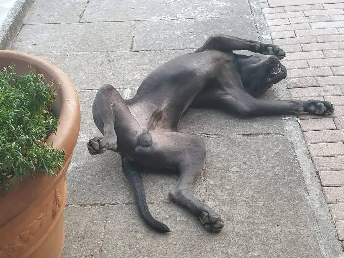 Adotta il cane Gino a Viterbo