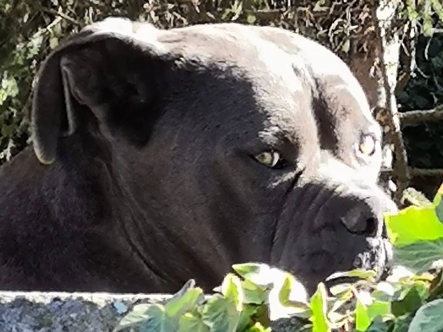 Adotta un cane, maschio, 7 anni e 9 mesi, Viterbo