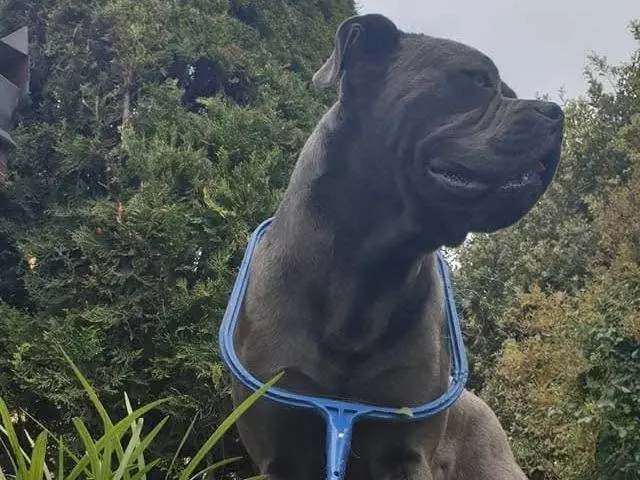 Adozione cane, maschio, Corso Razza sconosciuta, 7 anni e 9 mesi, taglia gigante, Viterbo
