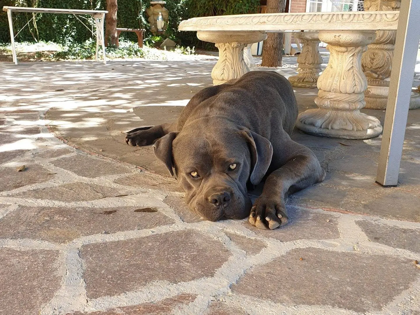 Vuoi adottare un cane a Viterbo?