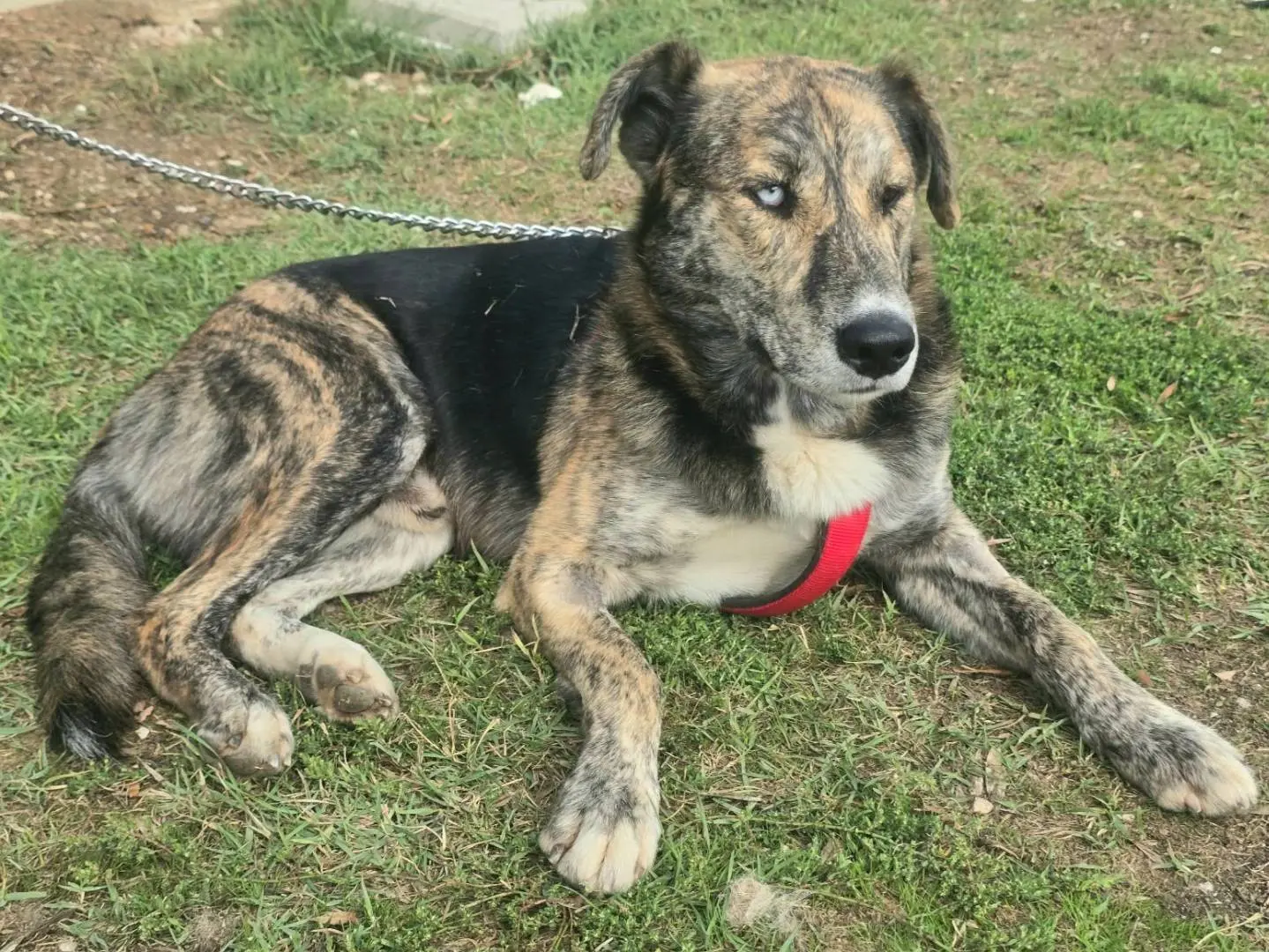 Adotta il cane Corsaro a Teramo