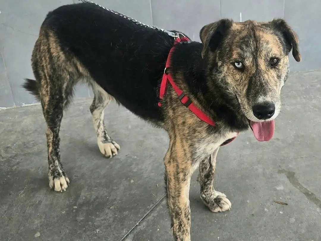 Adozione cane, maschio, Razza sconosciuta Razza sconosciuta, 2 anni e 2 mesi, taglia grande, Teramo