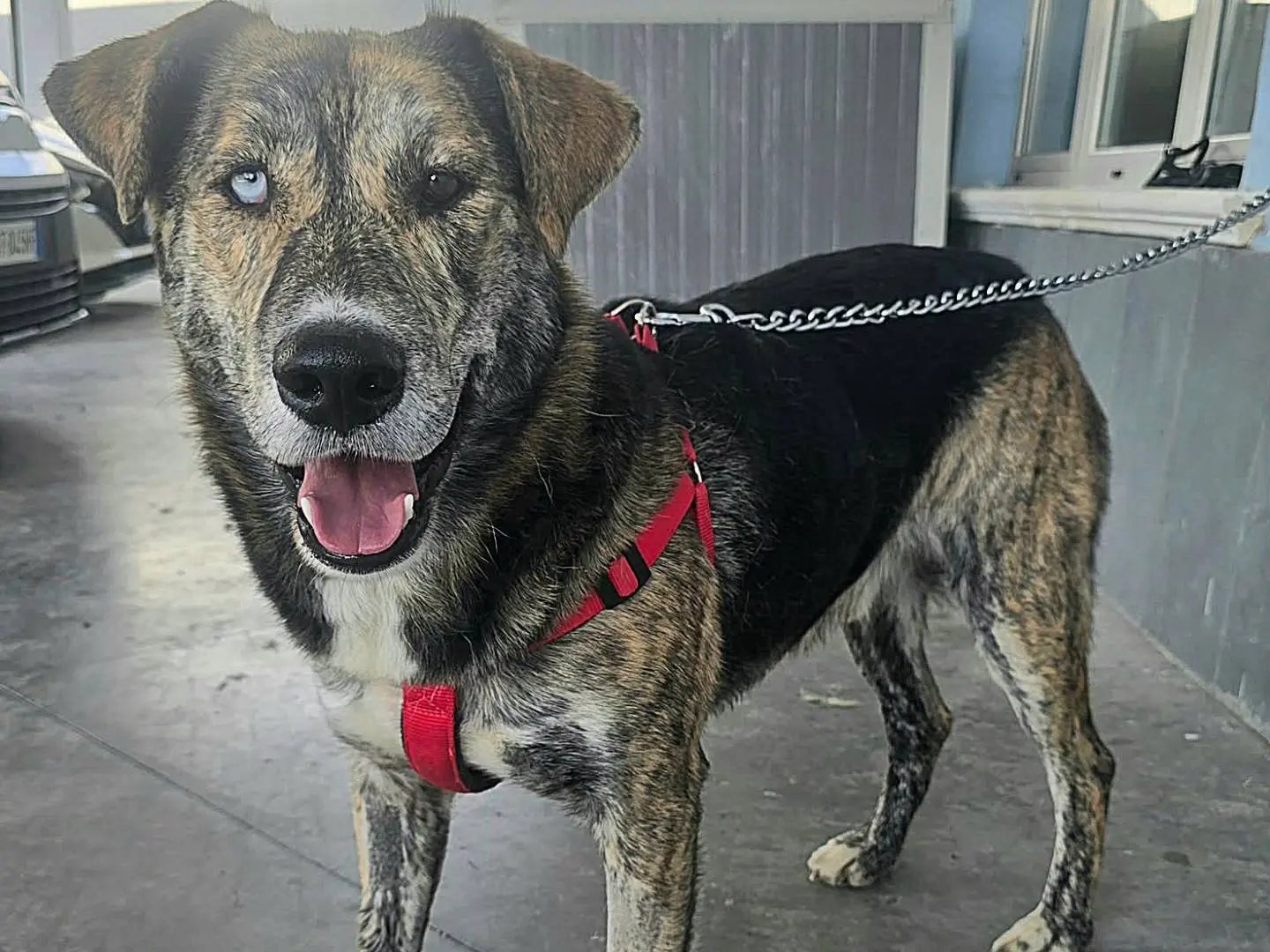 Adotta un cane, taglia grande, maschio, Teramo