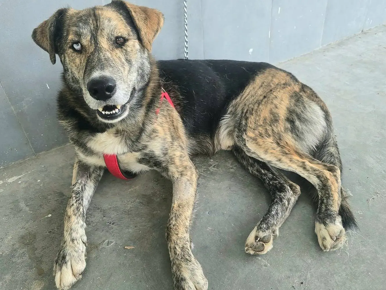 Vuoi adottare un cane a Teramo?