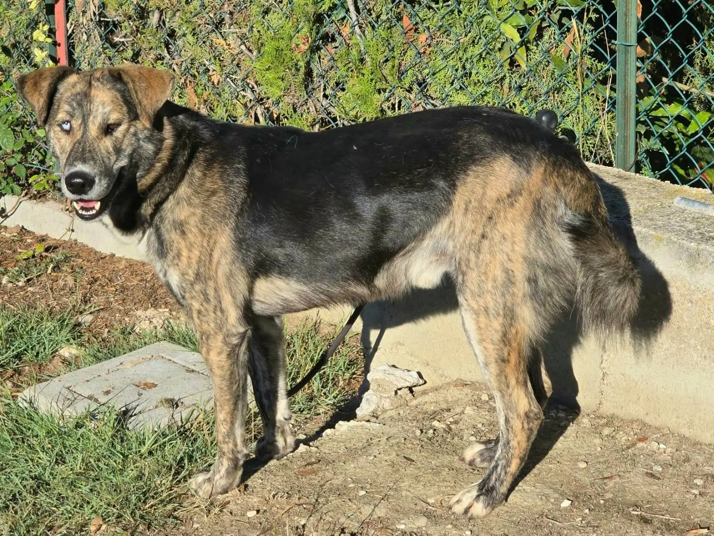 Adotta un cane, maschio, 2 anni e 2 mesi, Teramo