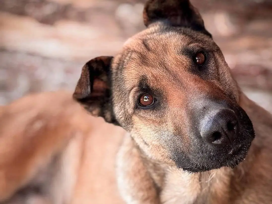Adotta un cane, maschio, 4 anni e 8 mesi, Crotone