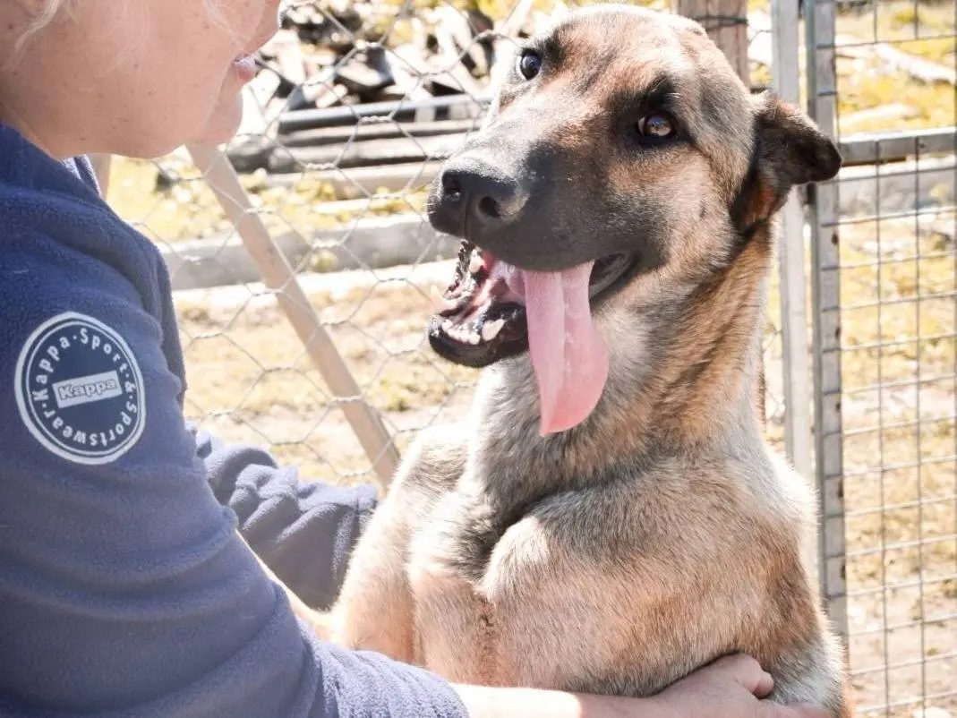 Adotta un cane, taglia gigante, maschio, Crotone