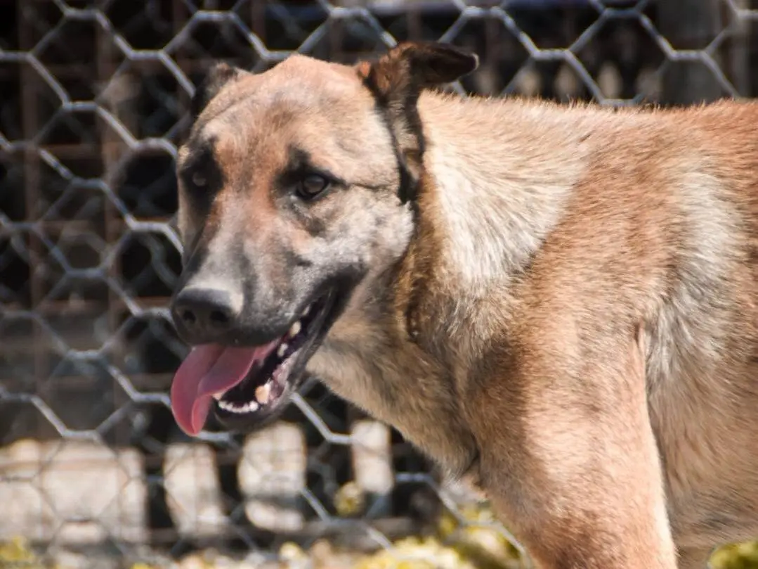 Adotta il cane ZAKAT a Crotone