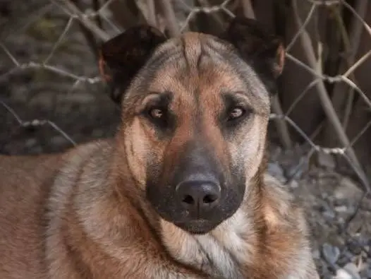 Adozione cane, maschio, Pastore Belga Malinois Razza sconosciuta, 4 anni e 8 mesi, taglia gigante, Crotone