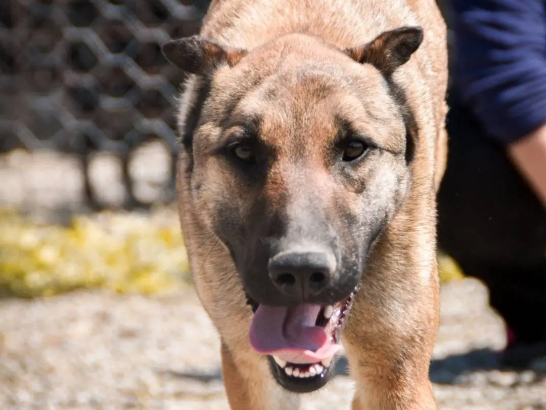 Vuoi adottare un cane a Crotone?